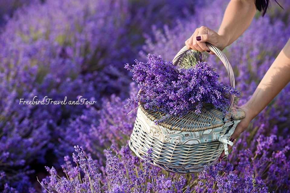 hvar-lavender-flower-croatia-freebirdtravelandtou