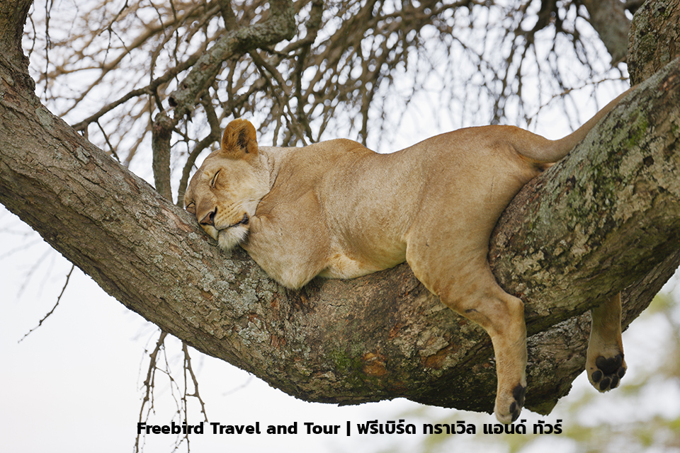 lion-rests-on-a-limb-of-a-tree-serengeti-national-park