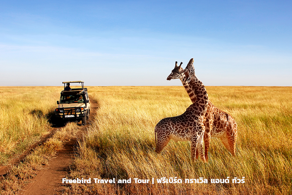 serengeti-freebirdtour